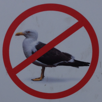 No_Seagulls